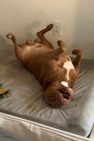 Illustration de l'article : Elle sauve un chien abandonné chez ses voisins et découvre qu'une autre âme en détresse espérait aussi une main tendue (vidéo)