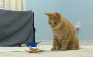 Illustration de l'article : Un chat passe plus de 3 semaines dans le camion de déménagement de ses anciens voisins