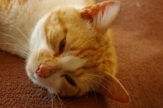 Illustration de l'article : Un chat émacié sauvé après qu’un patron a menacé ses employés d’être licenciés s’ils le nourrissaient 