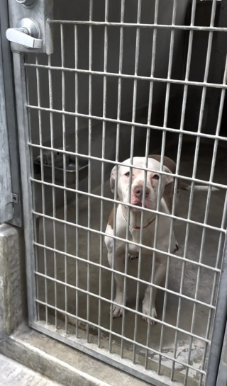 Illustration de l'article : Cette chienne pleurait dans son box jusqu’à ce qu’une bénévole lui rende visite chaque jour pour lui redonner goût à la vie (vidéo)