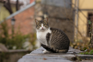 Illustration de l'article : 15 raisons pour lesquelles votre chat aime être le premier informé