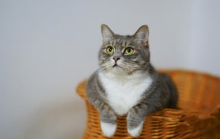 Illustration de l'article : 15 raisons pour lesquelles votre chat aime être le premier informé