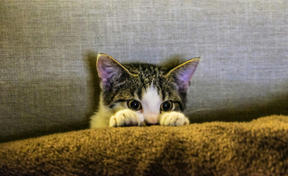 Illustration de l'article : 15 raisons pour lesquelles votre chat aime être le premier informé