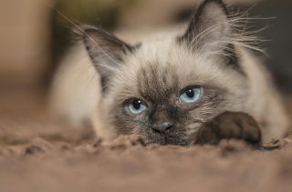 Illustration de l'article : 15 raisons pour lesquelles votre chat aime être le premier informé