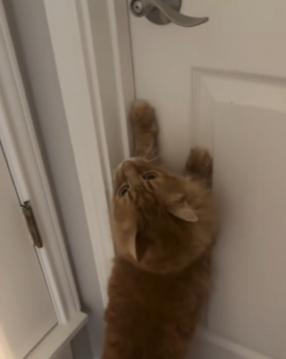 Illustration de l'article : Depuis que sa sœur humaine est partie faire ses études, ce chat l’attend chaque jour les yeux pleins d'espoir devant sa porte fermée (vidéo)