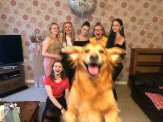 Illustration de l'article : 20 photos hilarantes où les animaux de compagnie n’ont pas hésité à voler la vedette