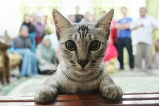 Illustration de l'article : 20 photos hilarantes où les animaux de compagnie n’ont pas hésité à voler la vedette