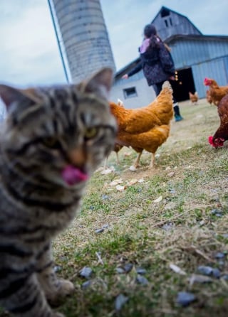Illustration de l'article : 20 photos hilarantes où les animaux de compagnie n’ont pas hésité à voler la vedette