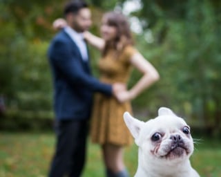 Illustration de l'article : 20 photos hilarantes où les animaux de compagnie n’ont pas hésité à voler la vedette
