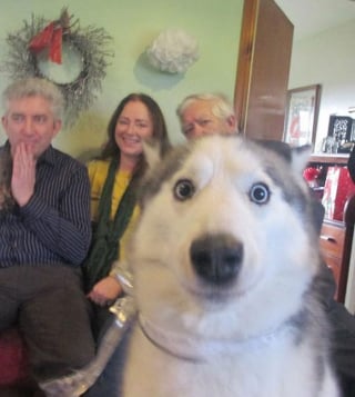 Illustration de l'article : 20 photos hilarantes où les animaux de compagnie n’ont pas hésité à voler la vedette