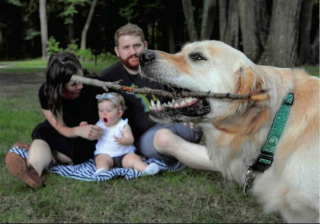 Illustration de l'article : 20 photos hilarantes où les animaux de compagnie n’ont pas hésité à voler la vedette