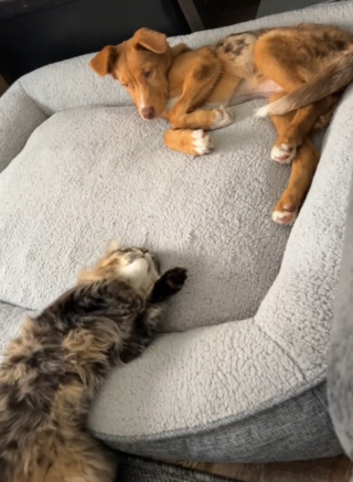 Illustration de l'article : Un chat s’approche du panier et, d’un geste tendre de la patte, transforme la première rencontre avec sa petite soeur canine (vidéo)