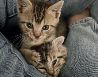 Illustration de l'article : Au lendemain d’une tempête, 2 chatons perchés dans un arbre se sont juré de ne plus jamais se quitter