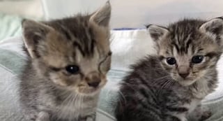 Illustration de l'article : Au lendemain d’une tempête, 2 chatons perchés dans un arbre se sont juré de ne plus jamais se quitter