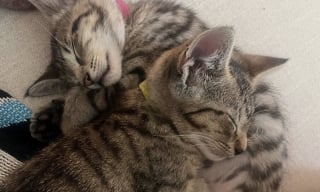 Illustration de l'article : Au lendemain d’une tempête, 2 chatons perchés dans un arbre se sont juré de ne plus jamais se quitter
