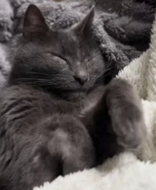 Illustration de l'article : « Merci de l’aimer et de lui donner un foyer », une adoptante décide d’ouvrir sa maison et son cœur a un chat de retour pour la troisième fois au refuge