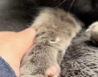 Illustration de l'article : « Merci de l’aimer et de lui donner un foyer », une adoptante décide d’ouvrir sa maison et son cœur a un chat de retour pour la troisième fois au refuge