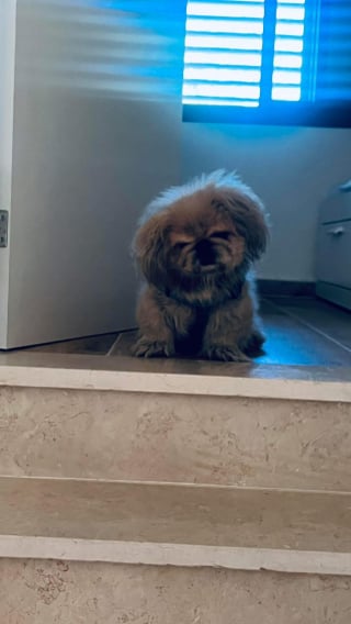 Illustration de l'article : Elle rompt avec un homme parce qu’il n’aime pas son chien, son nouveau compagnon fait un geste qui dépasse ses espérances 
