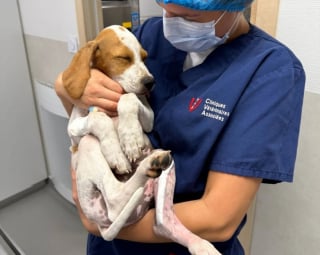 Illustration de l'article : « Nous n’avons pas hésité une seconde », un chiot en divagation fauché par une voiture survit grâce à des passants et un vétérinaire qui l'a opéré gratuitement