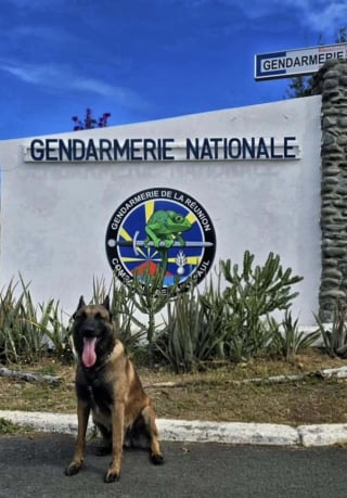 Illustration de l'article : Perdu dans la nuit, un garçon de 12 ans en fugue retrouvé grâce au flair infaillible d’un Malinois