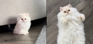 Illustration de l'article : « On n’aurait jamais cru qu’il grandirait ainsi », de chaton minuscule et fragile, ce Persan blanc splendide fascine désormais TikTok (vidéo)