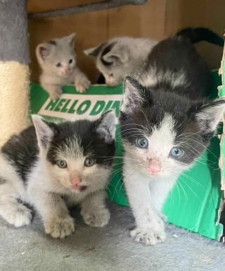 Illustration de l'article : Affamée et rejetée, cette chatte a donné naissance dans la rue, son destin et celui de ses 8 chatons a basculé en un jour
