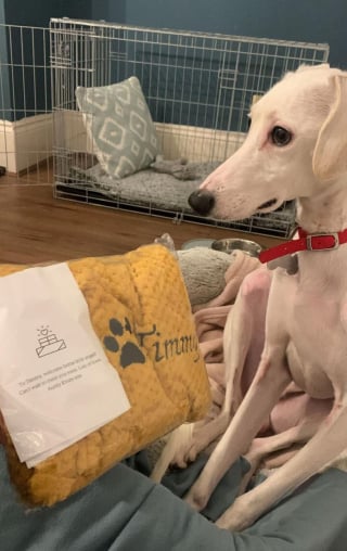 Illustration de l'article : Entouré par la bienveillance et la patience de ses nouveaux maîtres, ce chiot terrorisé finit par s’épanouir et dévoiler sa véritable personnalité (vidéo)
