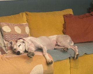 Illustration de l'article : Entouré par la bienveillance et la patience de ses nouveaux maîtres, ce chiot terrorisé finit par s’épanouir et dévoiler sa véritable personnalité (vidéo)