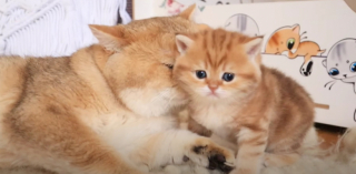 Illustration de l'article : « En quelques minutes, la magie a opéré », la réaction pleine de tendresse de ce nouveau papa chat qui rencontre son chaton pour la première fois (vidéo)