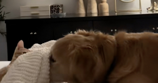 Illustration de l'article : Quelques mois après le décès de son meilleur ami canin, ce Golden Retriever retrouve le goût du jeu avec le nouvel habitant de la maison (vidéo)