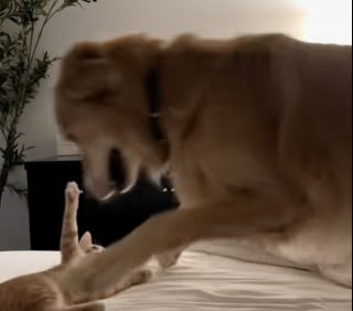 Illustration de l'article : Quelques mois après le décès de son meilleur ami canin, ce Golden Retriever retrouve le goût du jeu avec le nouvel habitant de la maison (vidéo)
