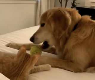 Illustration de l'article : Quelques mois après le décès de son meilleur ami canin, ce Golden Retriever retrouve le goût du jeu avec le nouvel habitant de la maison (vidéo)