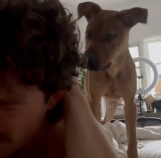 Illustration de l'article : Ce propriétaire partage en temps réel son « échec » en tant que famille d’accueil d’un chien de refuge (vidéo)