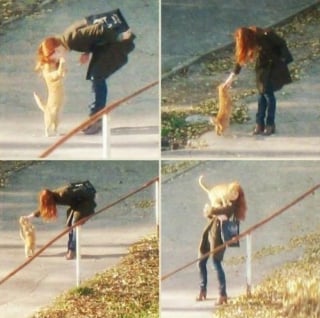 Illustration de l'article : 11 photos hilarantes qui prouvent que nos chiens et nos chats ont le don de se mettre dans des situations étranges