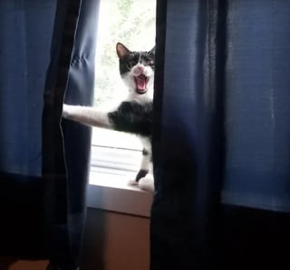 Illustration de l'article : 11 photos hilarantes qui prouvent que nos chiens et nos chats ont le don de se mettre dans des situations étranges