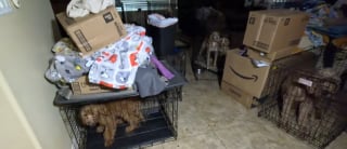 Illustration de l'article : "On peut le sentir depuis la porte", plus de 60 chiens sauvés d'un élevage illégal où ils vivaient dans des conditions choquantes (vidéo)