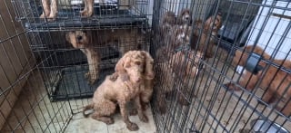 Illustration de l'article : "On peut le sentir depuis la porte", plus de 60 chiens sauvés d'un élevage illégal où ils vivaient dans des conditions choquantes (vidéo)