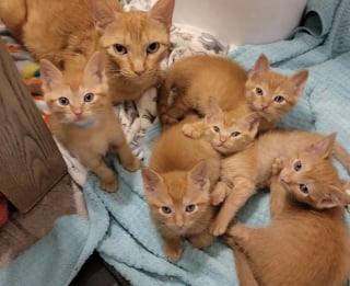 Illustration de l'article : Une femme a changé radicalement la vie de cette chatte et de ses 5 petits en les accueillant au moment où ils en avaient le plus besoin