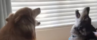 Illustration de l'article : Connus pour leurs vocalises, ces 3 chiens s’adonnent tous les matins à un rituel amusant mais aussi très bruyant (vidéo)