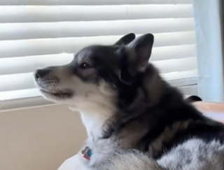 Illustration de l'article : Connus pour leurs vocalises, ces 3 chiens s’adonnent tous les matins à un rituel amusant mais aussi très bruyant (vidéo)