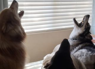 Illustration de l'article : Connus pour leurs vocalises, ces 3 chiens s’adonnent tous les matins à un rituel amusant mais aussi très bruyant (vidéo)