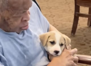Illustration de l'article : En visite dans une maison de retraite, ces chiots répandent calme et sérénité autour d’eux pour le plus grand bonheur des résidents (vidéo)