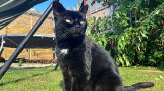 Illustration de l'article : De mascotte d'un magasin à fantôme du passé, une chatte retrouve enfin un foyer treize ans après sa mystérieuse disparition