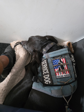 Illustration de l'article : "Il est devenu mon bras droit", après 22 ans de service, un vétéran retrouve goût à la vie grâce à son chien d’assistance exceptionnel