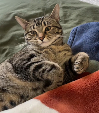 Illustration de l'article : Ce chat territorial montre son mécontentement à l’approche d’un cerf (vidéo)