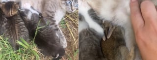 Illustration de l'article : La propriétaire d'une chatte venant de mettre bas a la surprise de sa vie en découvrant un bébé d'une autre espèce parmi ses chatons (vidéo)