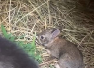 Illustration de l'article : La propriétaire d'une chatte venant de mettre bas a la surprise de sa vie en découvrant un bébé d'une autre espèce parmi ses chatons (vidéo)
