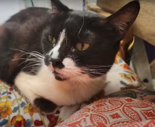 Illustration de l'article : Errante et squelettique, une chatte refuse de manger jusqu'à ce que ses bienfaiteurs en découvrent la cause et transforment sa vie