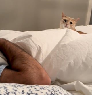 Illustration de l'article : Ce chat a ses petites habitudes qu’il n’aime pas voir bouleversées, et il sait comment faire part de son mécontentement (vidéo)