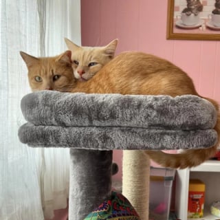 Illustration de l'article : Séparé de son meilleur ami, ce chat sauvé de la rue guettait chaque jour son retour à la fenêtre de sa famille d’accueil